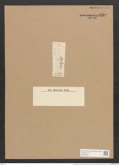 Nitzschia palea var. ? tropica Grun. (de-Toni-Nr.: Genus 47, Species 2127) Zeichnungen Sammlung Grunow Nr. 4269 (NHMW-BOT-W0372259)